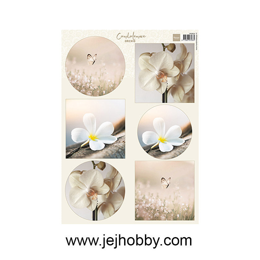 VK9624, Condoleance Orchid, Marianne design, jej hobby