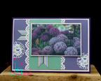 Pretty Purple Allium