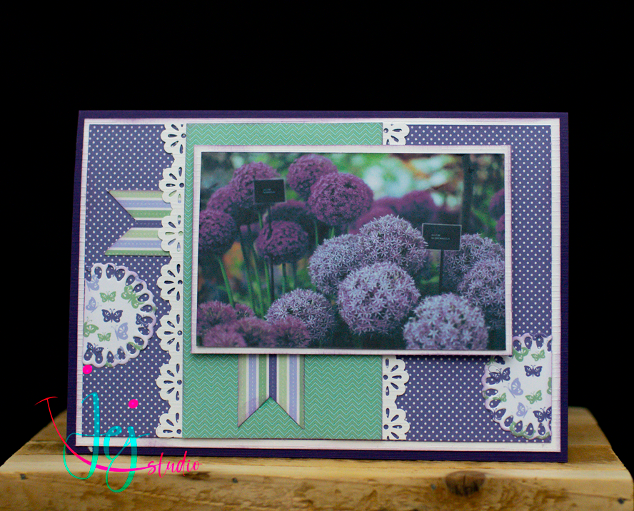 Pretty Purple Allium